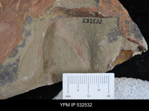 Ichnofossil?
