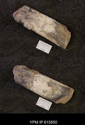 Baculites sp.