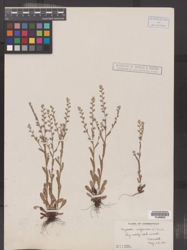 Myosotis virginica