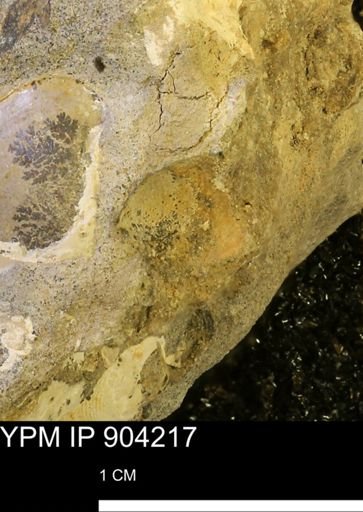 undet. Mollusca