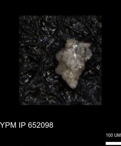 undet. Heterohelicidae