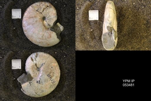 Hoploscaphites nicolletii
