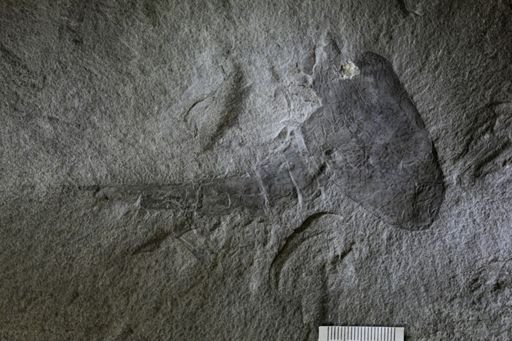 Ceratiocaris sp.