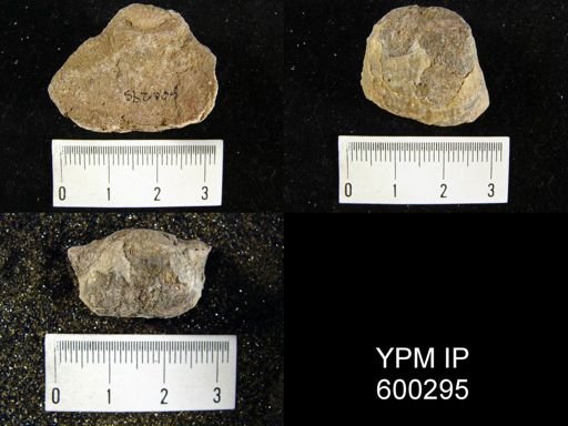 Pustula nebrascensis