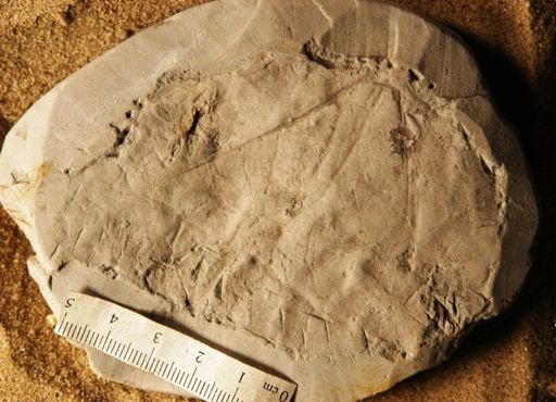 Menispermites borealis