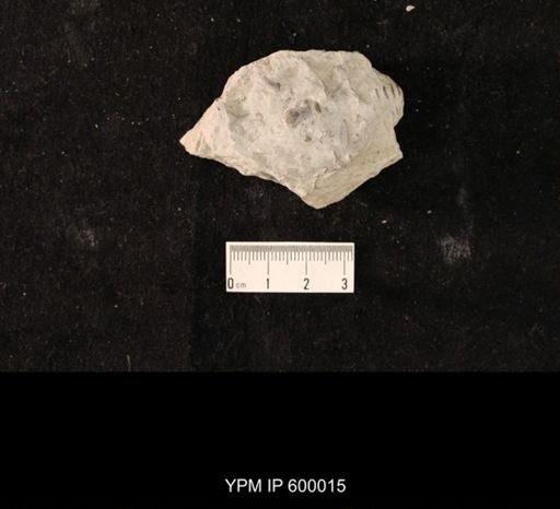 Calymene niagarensis