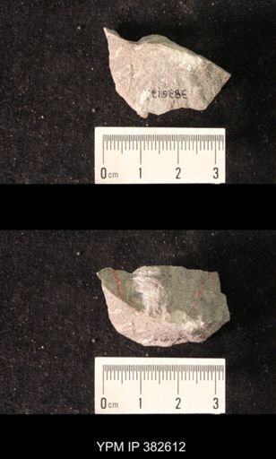Spirifer cameratus