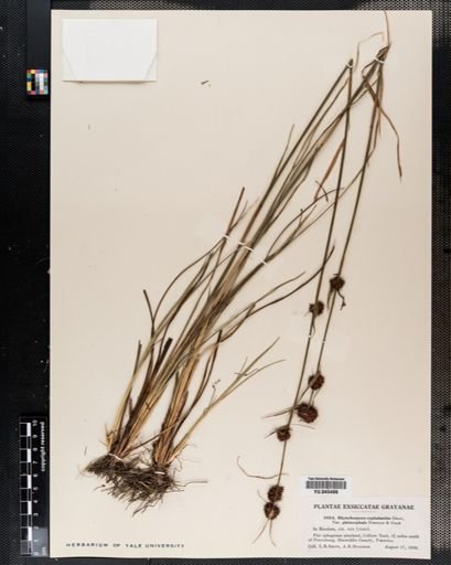 Plantae