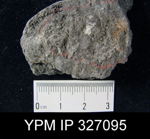 Productus pertenuis