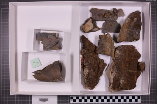 mixed taxa, stratigraphic collection