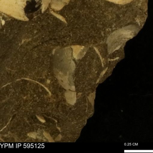 Protocardia sp.