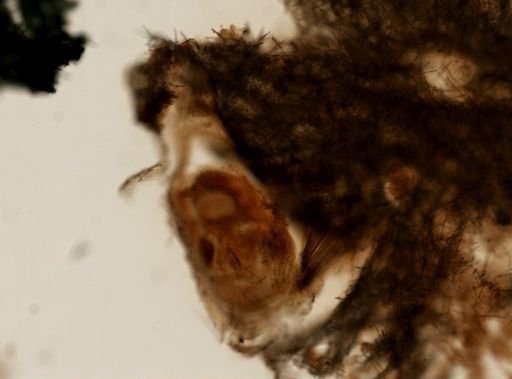 Lissodendoryx noxiosa