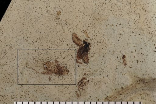 Gryllidae