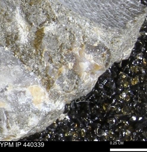 Protocardia subquadrata