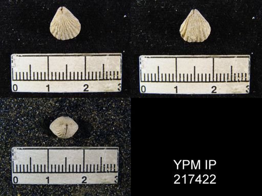 Hustedia mormoni