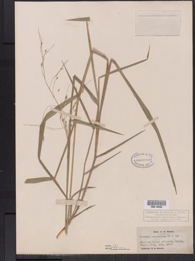 Leersia oryzoides