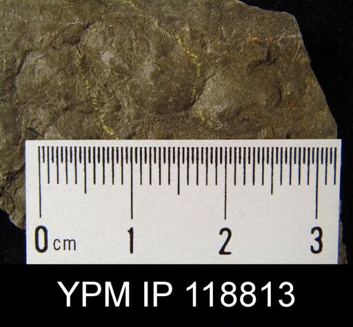 Chonetes tenuistriatus