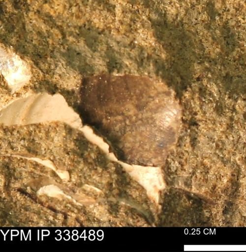 Protocardia subquadrata