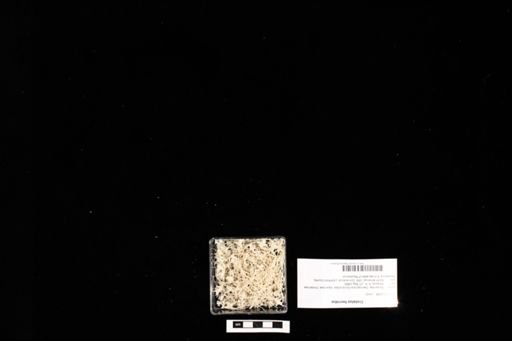 Crotalus horridus
