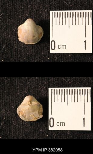Ambocoelia planoconvexa
