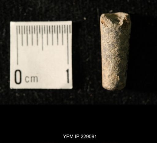 Pseudorthoceras knoxense