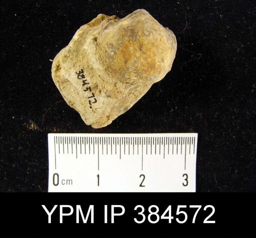 Productella pyxidata