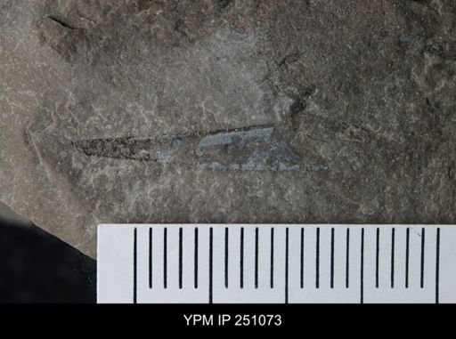 undet. Phyllocarida