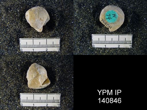 Spirigerella derbyi