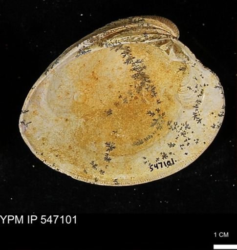 Venus mercenaria