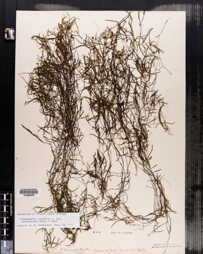 Plantae
