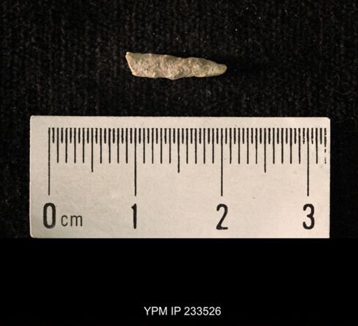 Archaeocidaris sp.