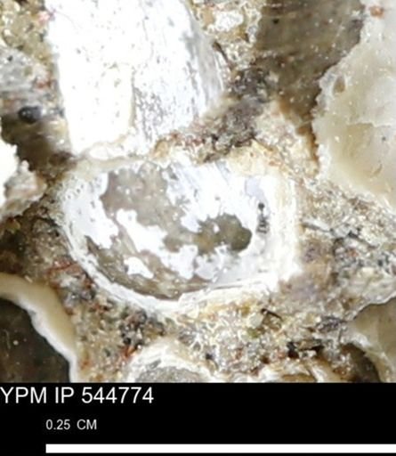 Corbulamella gregaria