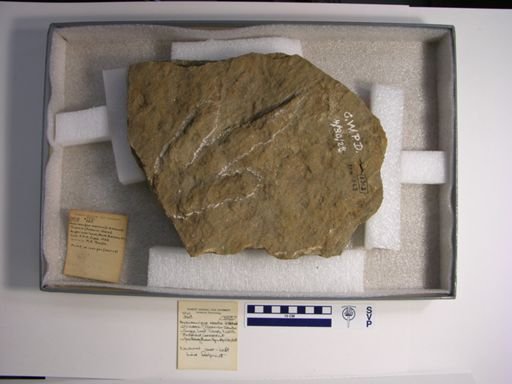Anchisauripus exsertus