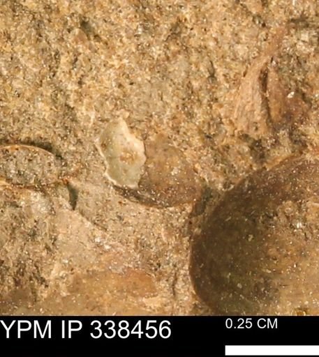 undet. Mollusca
