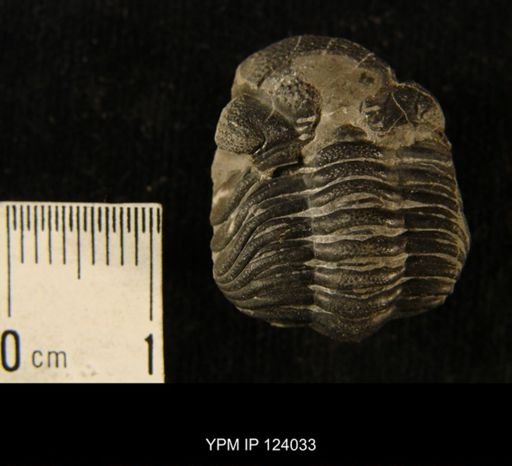 Phacops rana
