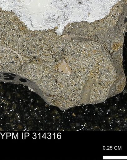 undet. Scaphopoda