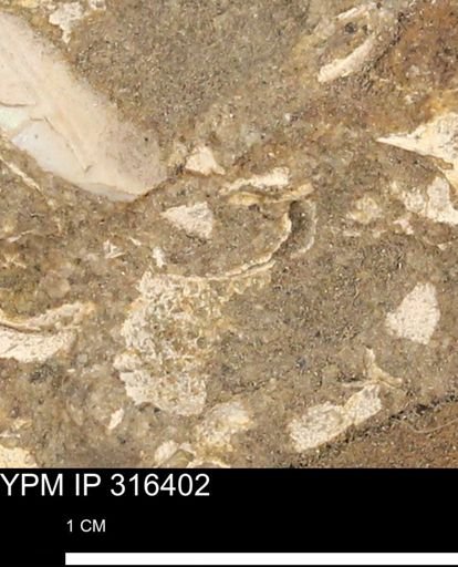 undet. Mollusca