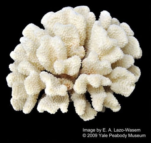 Pocillopora