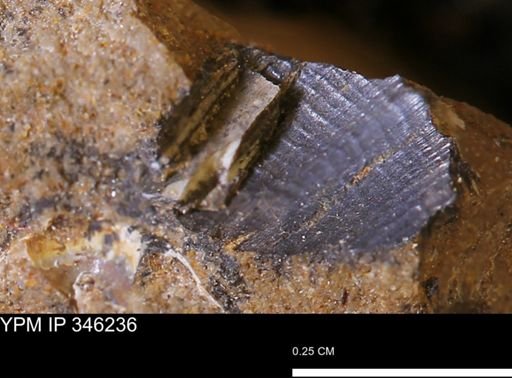 Limopsis striatopunctatus