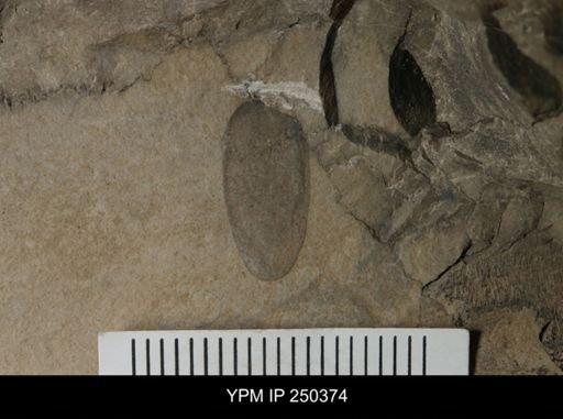 undet. Eurypterida