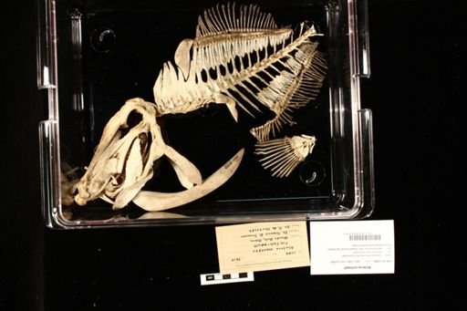 Aluterus schoepfi