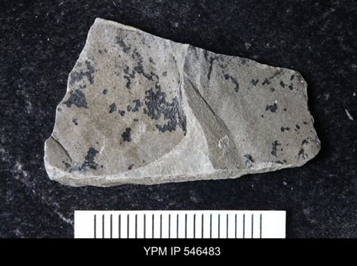 undet. Eurypterida