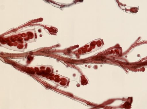 Obelia sp.