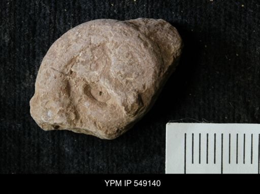 undet. Ammonoidea