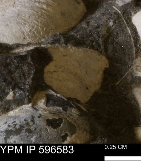 Limopsis? striatopunctatus