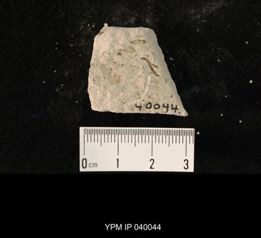 undet. Hexapoda