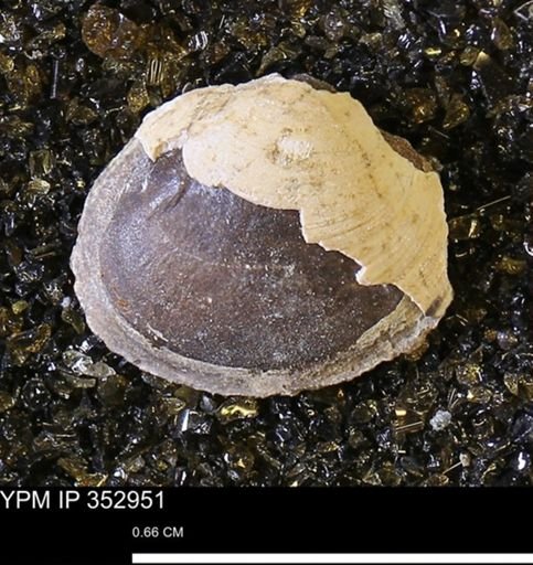 Limopsis striatopunctatus