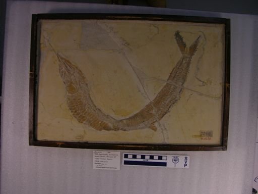 Aspidorhynchus acutirostris