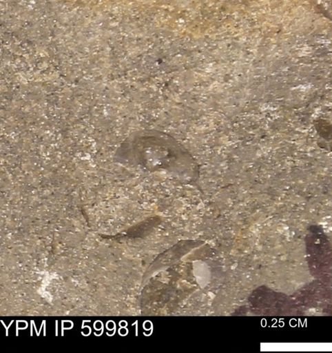 Protocardia subquadrata