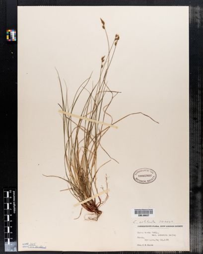 Carex artitecta